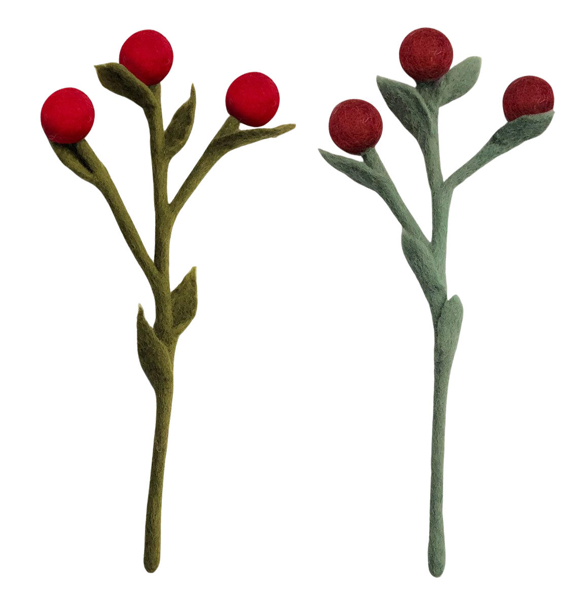 Craspedia, vilt en rood | Gamcha